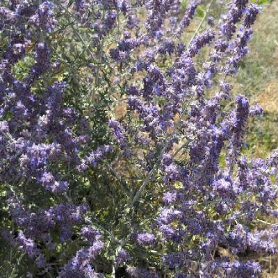 Jamie :3 🏳️‍⚧️'s avatar